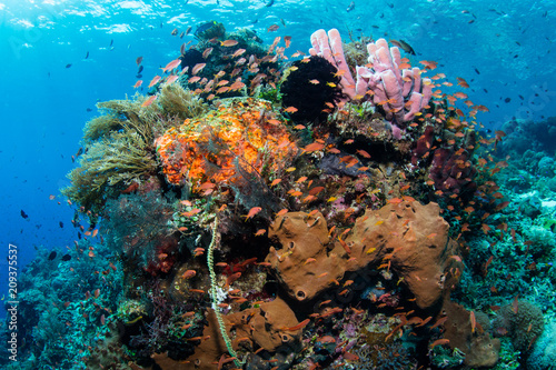 Beautiful Coral Reef in Alor, Indonesia