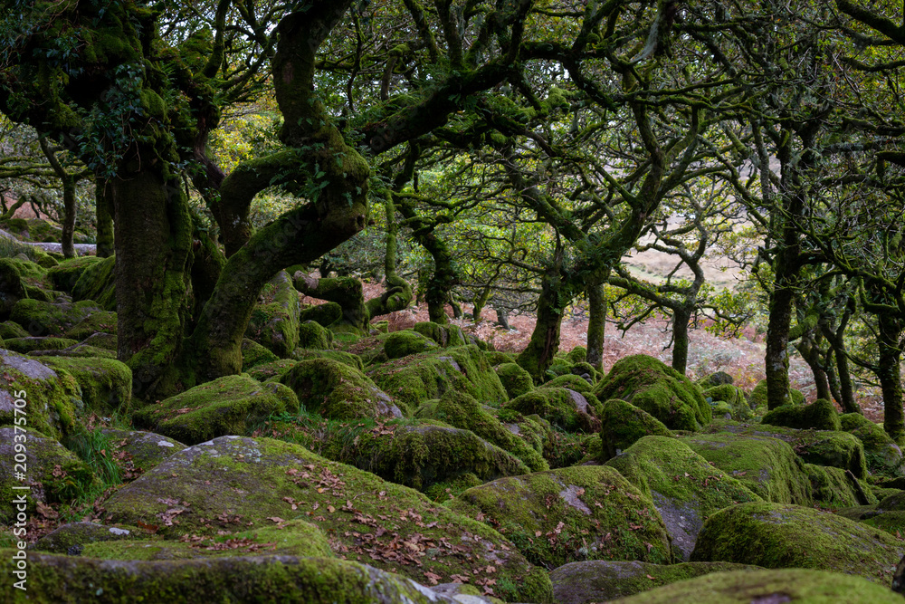 Dartmoor forest is in Dartmoor National Park ,Rural Devon, UK Dartmoor forest is in Dartmoor National Park ,Rural Devon, UK