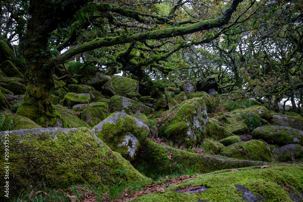 Obraz premium Dartmoor forest is in Dartmoor National Park ,Rural Devon, UK