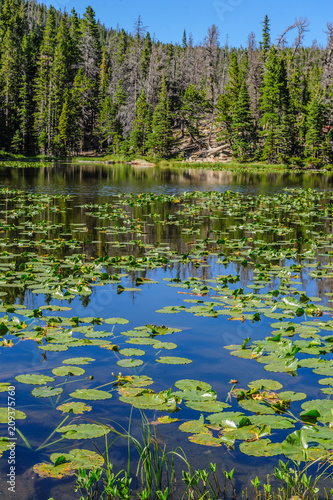 Water lillies in Nymph lake on a summer s afternoon in Rocky Mountain National Park  Colorado.