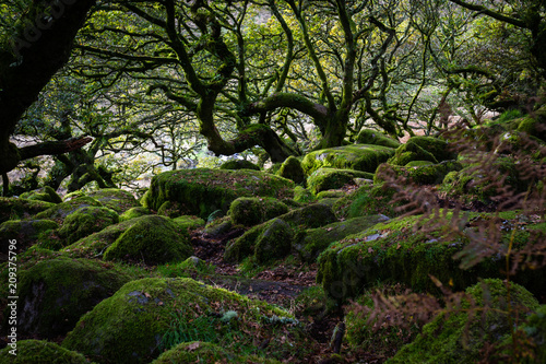 Fototapeta Las Dartmoor w Parku Narodowym Dartmoor, Rural Devon, Wielka Brytania