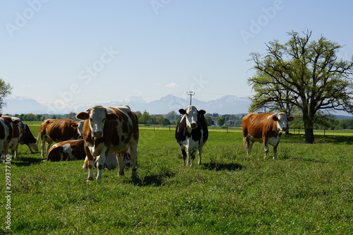 Idyllic landscape in front of the Alps with cows