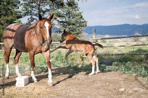 Colt Runs and Plays With Mother