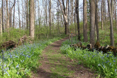 The dirt hiking trail though the green grass and flowers.