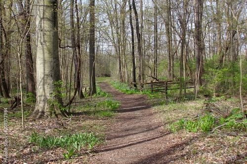 A spring hike on the trail in the green leave forest. 