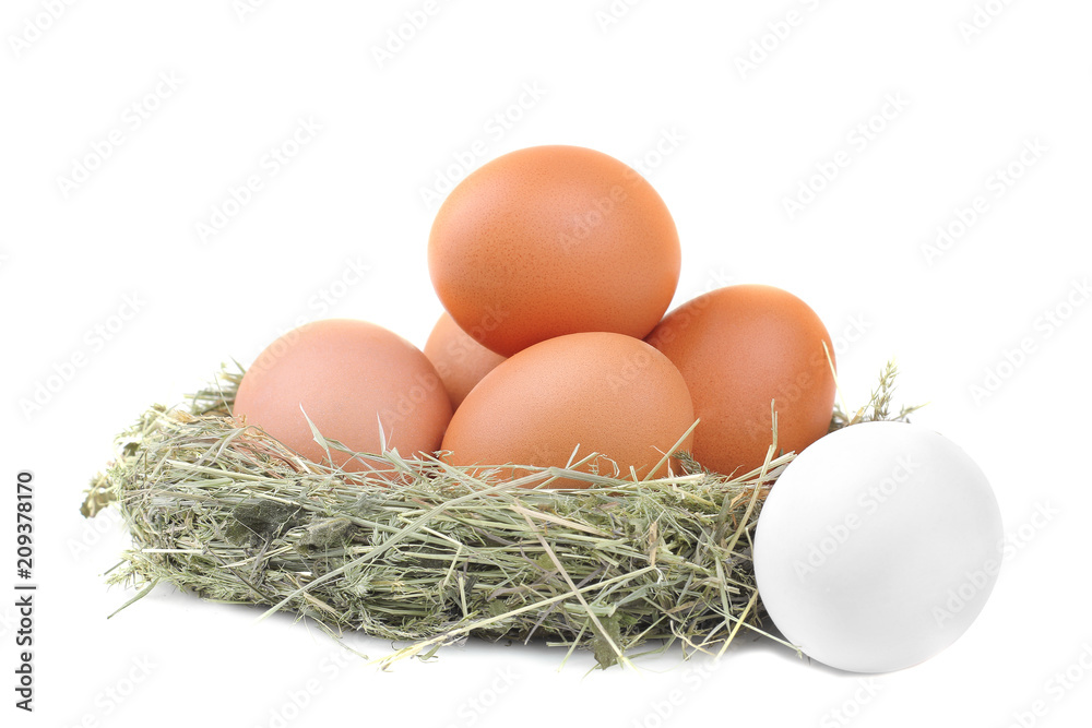 Chicken brown eggs in a green nest of grass. Isolated Chicken brown eggs in a green nest of grass. Isolated