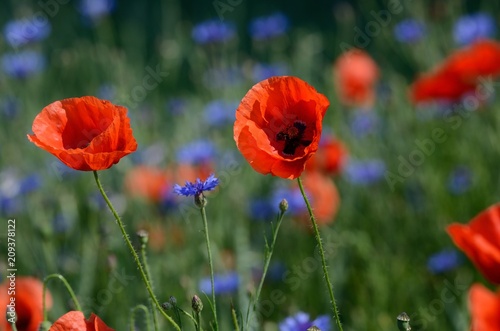 Sommer