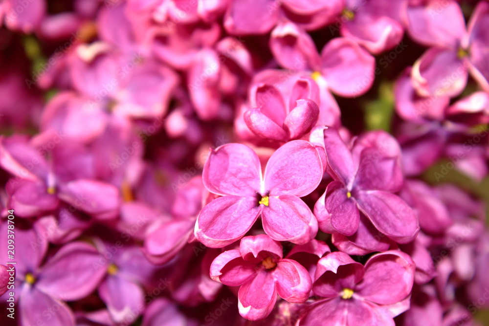 Beautiful flowers of lilac. Close-up. Background.