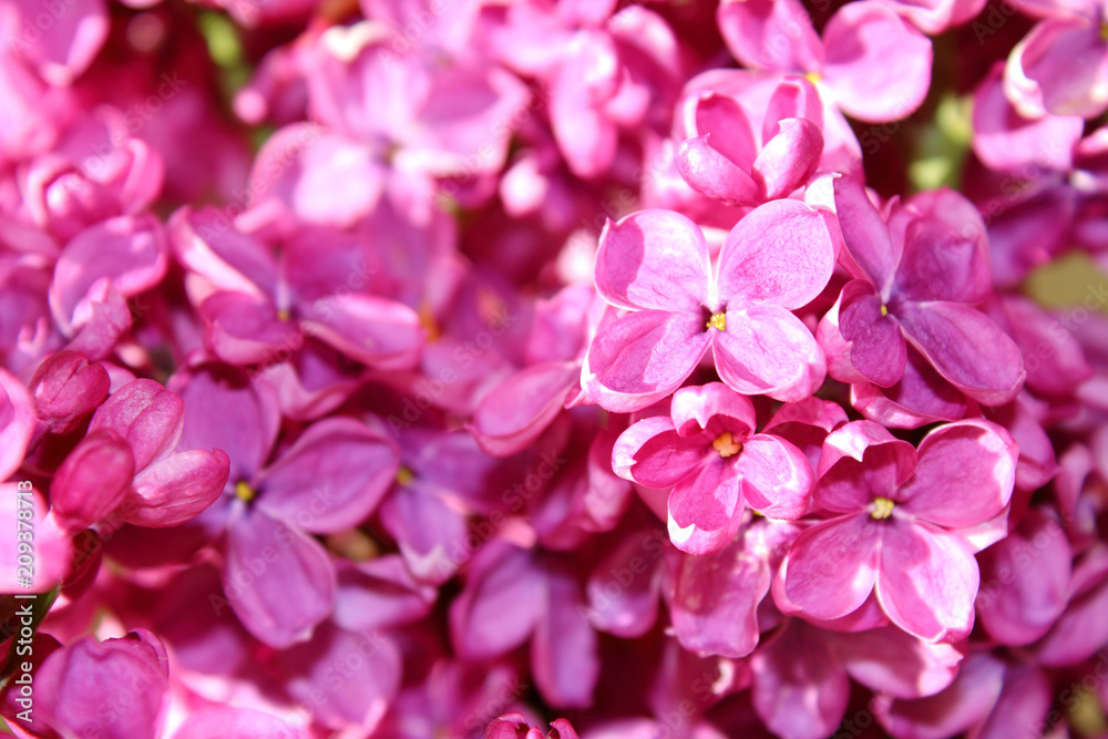 Beautiful flowers of lilac. Close-up. Background. Beautiful flowers of lilac. Close-up. Background.