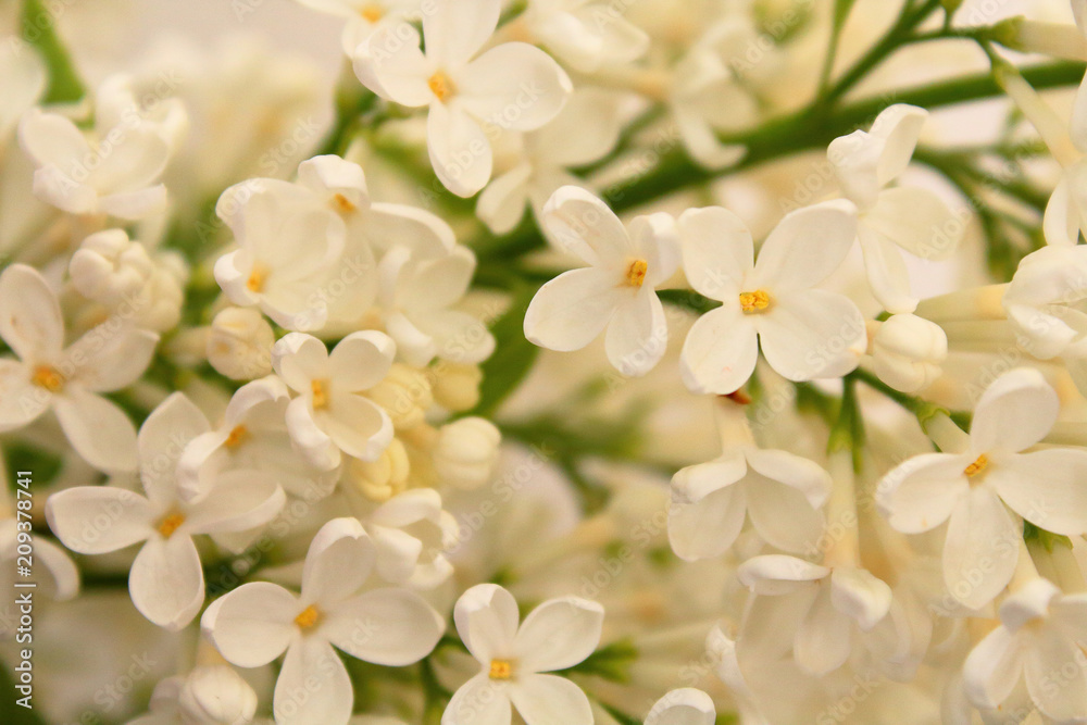 White flowers of lilac. Close-up. Background. Texture. White flowers of lilac. Close-up. Background. Texture.