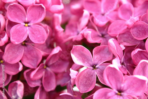 Beautiful flowers of lilac. Close-up. Background.