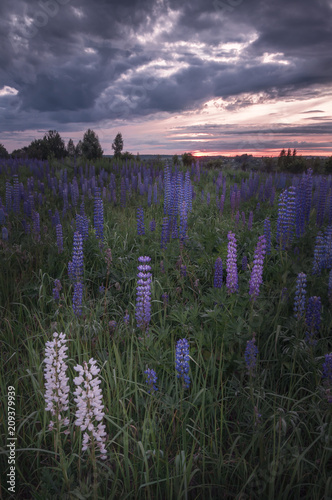 Lupine field at sunset