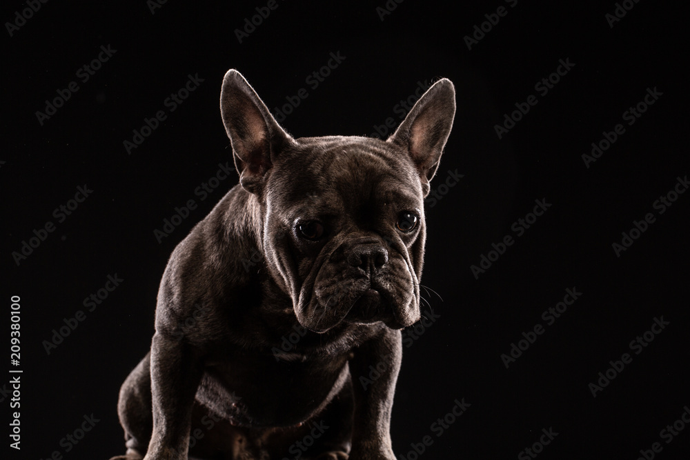 Close-up Portrait of Funny French Bulldog Dog and Curiously Looking, Front view, Isolated on black background