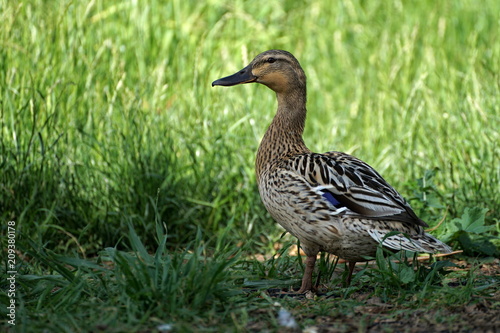 Closeup view of mallard female duck