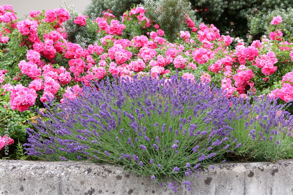 Summer Garden, Sommergarten, Mauerbepflanzung mit Rosen und Lavendel
