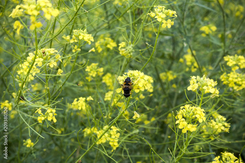 Bee on the Wild Rocket  Sisymbrium loeselii  yellow flowers. Flowering meadow
