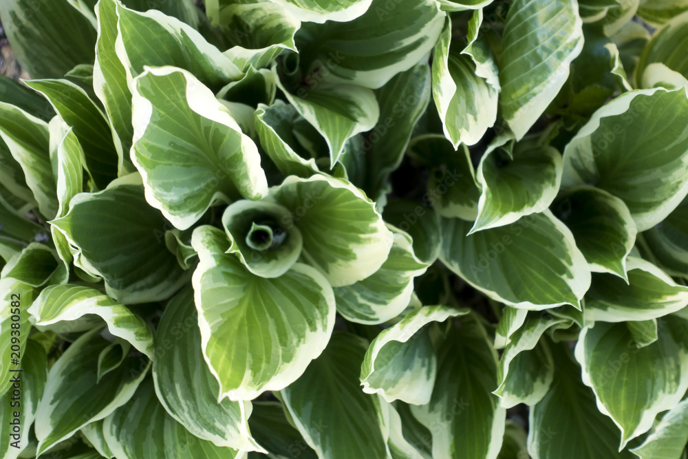 Top view of green leaves with white edges of a plant Hosta Albomarginata Top view of green leaves with white edges of a plant Hosta Albomarginata