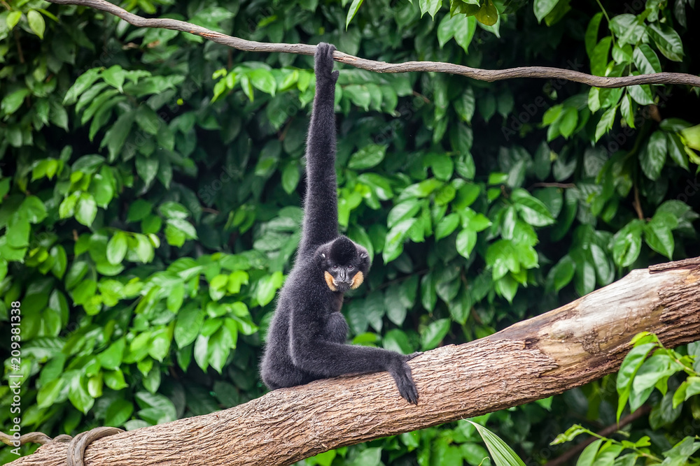Naklejka premium Yellow Cheeked Black Gibbon in Singapore Zoo