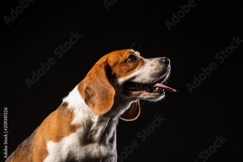 Beagle dog on the black background