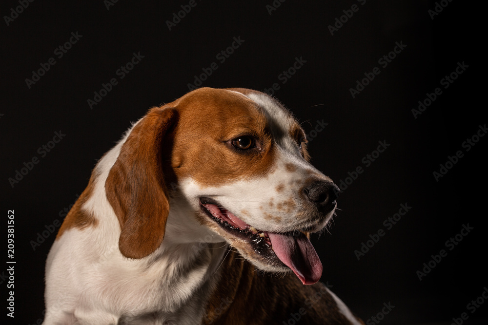 Beagle dog on the black background