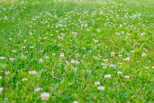 Meadow with blooming white clover