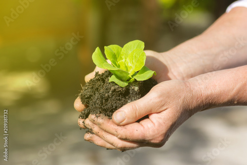 Frau hält jungen grünen Blattsalat in den Händen bei Sonnenschein