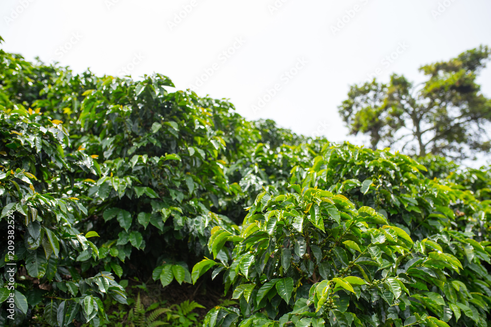 This image shows a coffee plantation in Jerico, Colombia in the state of Antioquia.