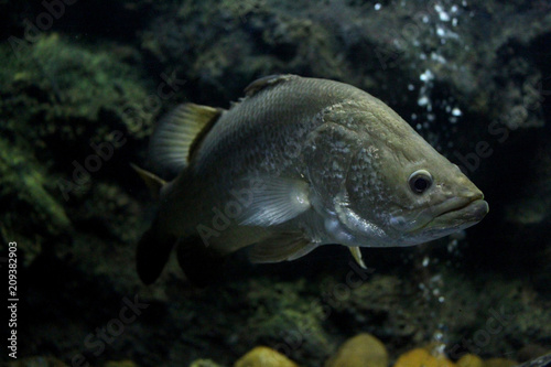 Fish : Barramundi (Lates calcarifer)