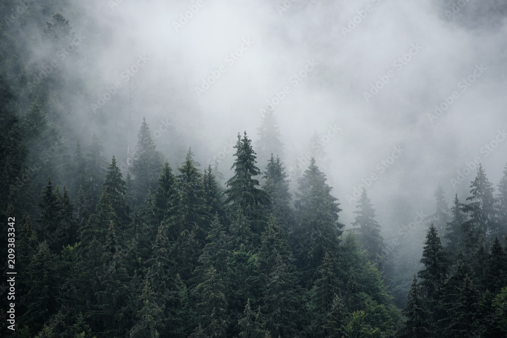 Misty landscape with fir forest in hipster vintage retro style, natural background