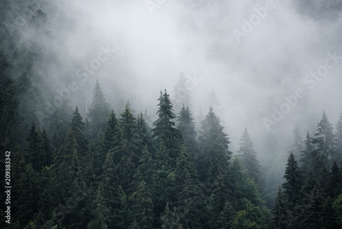 Misty landscape with fir forest in hipster vintage retro style, natural background