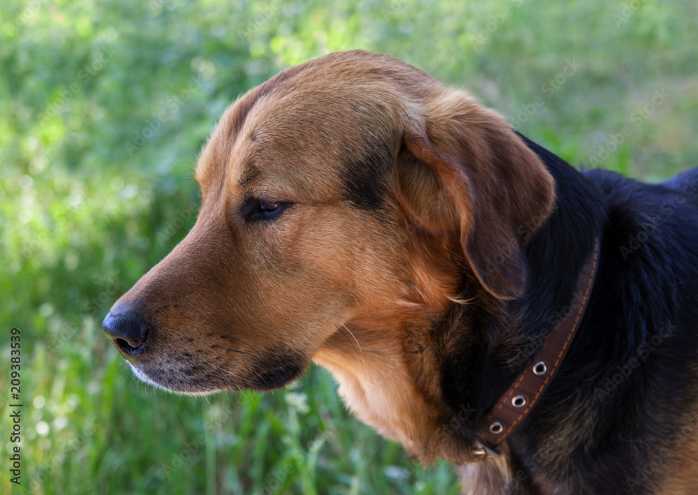 Big dog outside. Big dog outside.