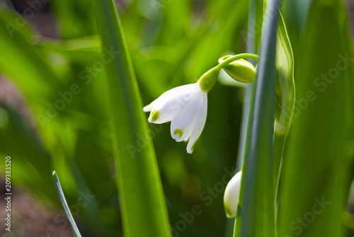 Lily of the valley flowers