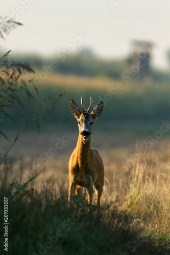 roebuck majestically standing in the field watching his territory