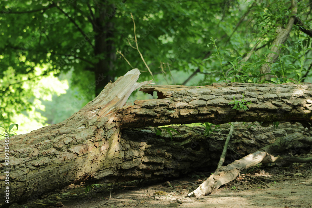 A broken wood A broken wood