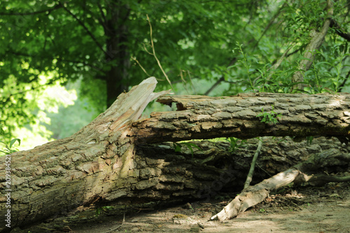 A broken wood