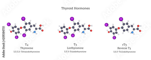 Molecular Structures of the Thyroid Hormones photo