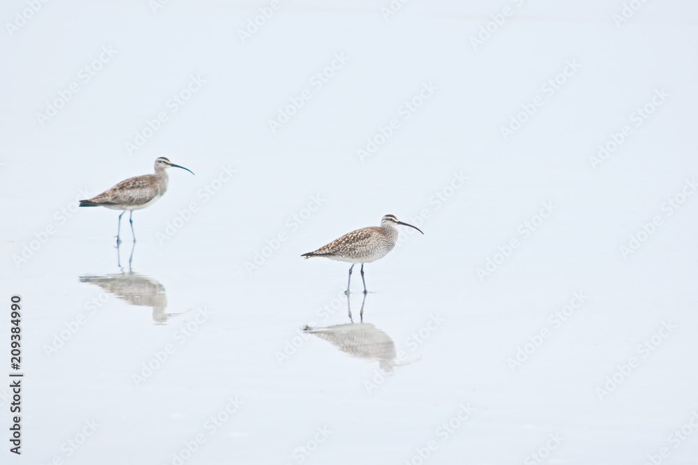 Whimbrels and Reflections Whimbrels and Reflections
