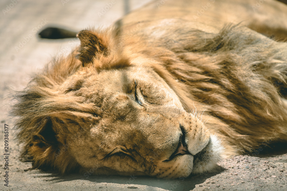 Naklejka premium sleepy lion