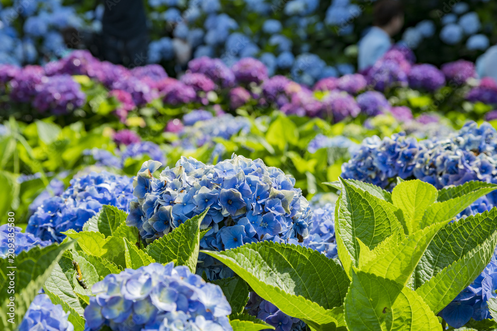 Super beautiful blossom of Hydrangea macrophylla Super beautiful blossom of Hydrangea macrophylla