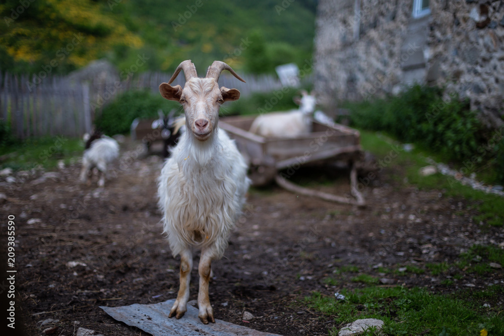 Goats at a small farm in Svaneti, Georgia. Goats at a small farm in Svaneti, Georgia.