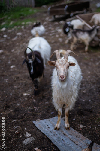 Goats at a small farm in Svaneti  Georgia.