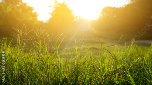 green grass lawn court in the garden view © prakasitlalao