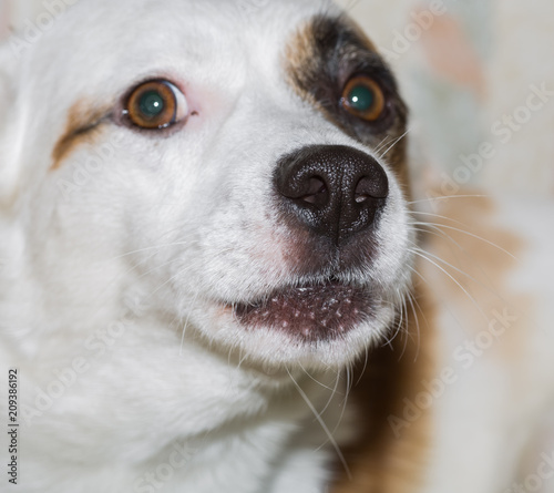 Jack Russell terrier, dog