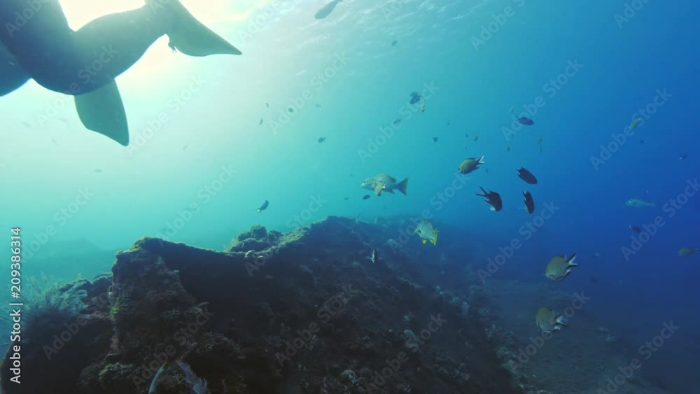 Underwate environment with fish in wreck Underwate environment with fish in wreck