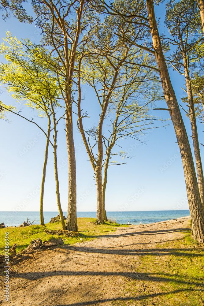 Baltic Sea in Poland with pines and dunes Baltic Sea in Poland with pines and dunes