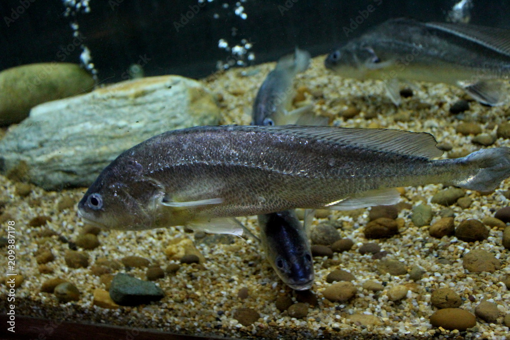 Fish : Boeseman croaker (Boesemania microlepis) Fish : Boeseman croaker (Boesemania microlepis)