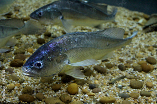 Fish : Boeseman croaker (Boesemania microlepis)