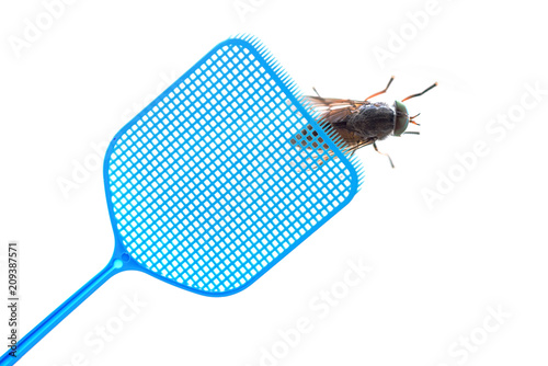 blue flyswatter is hunting a dark giant horsefly, isolated on a white background, copy space