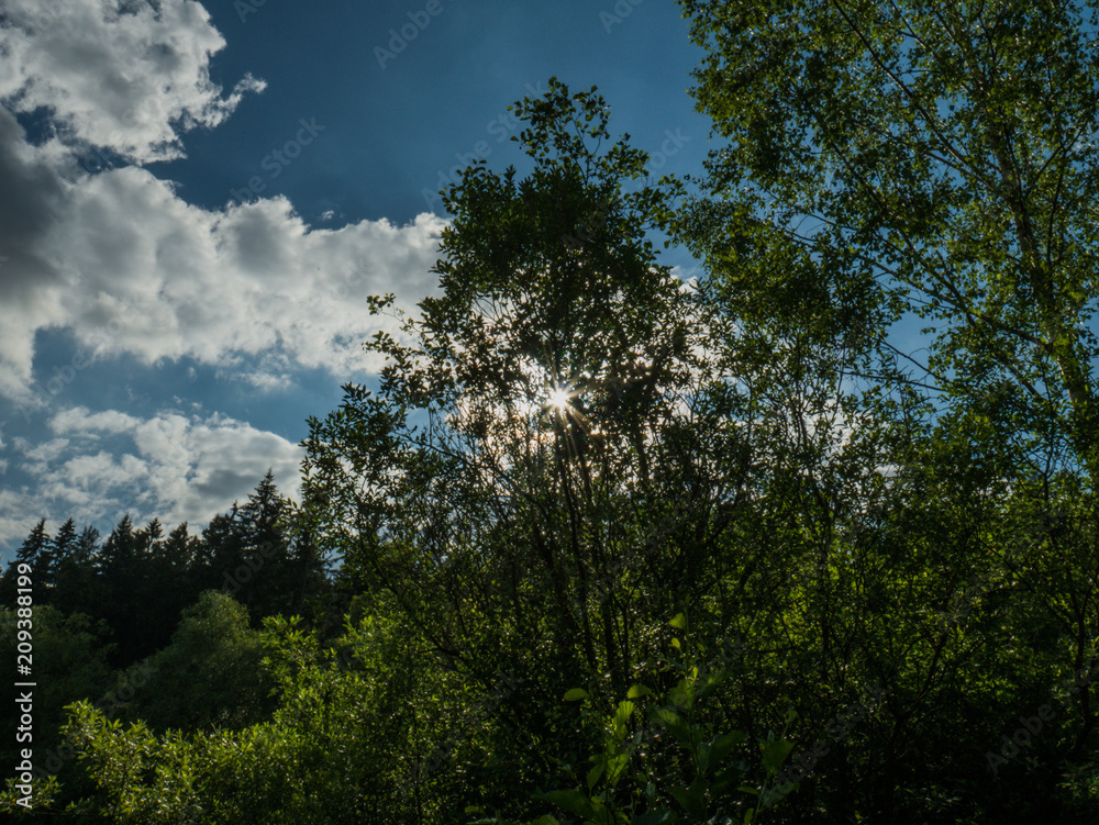 Die Sonne scheint durch einen Baum