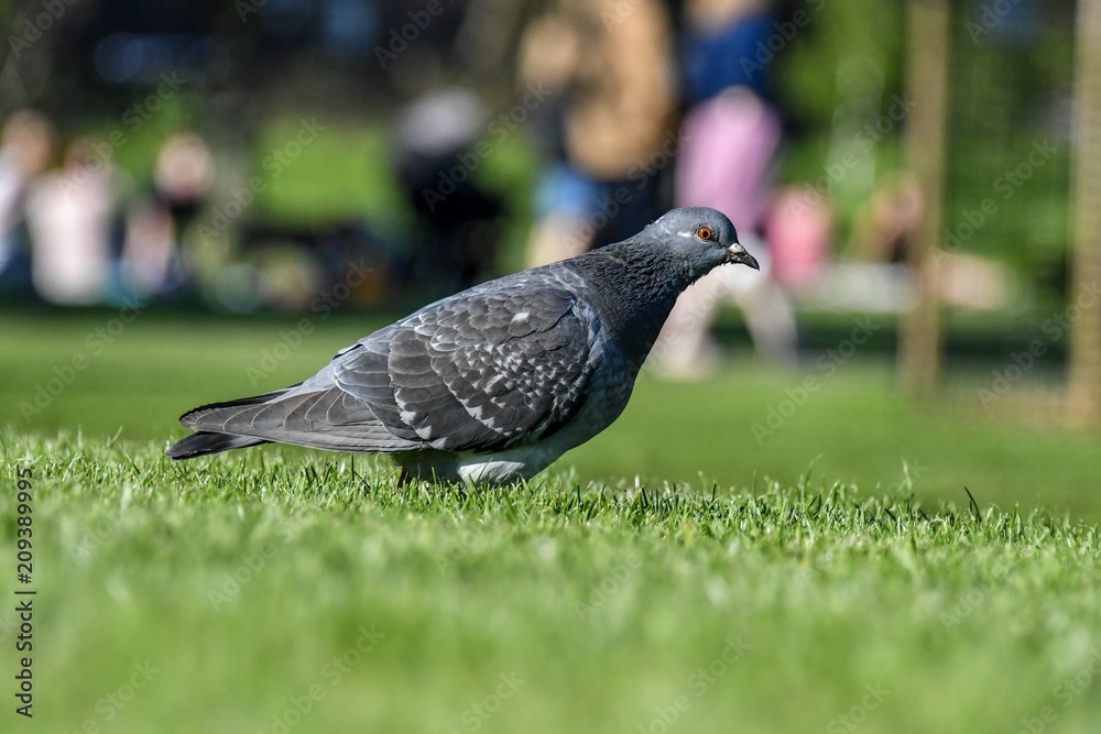 Fototapeta premium Pigeon